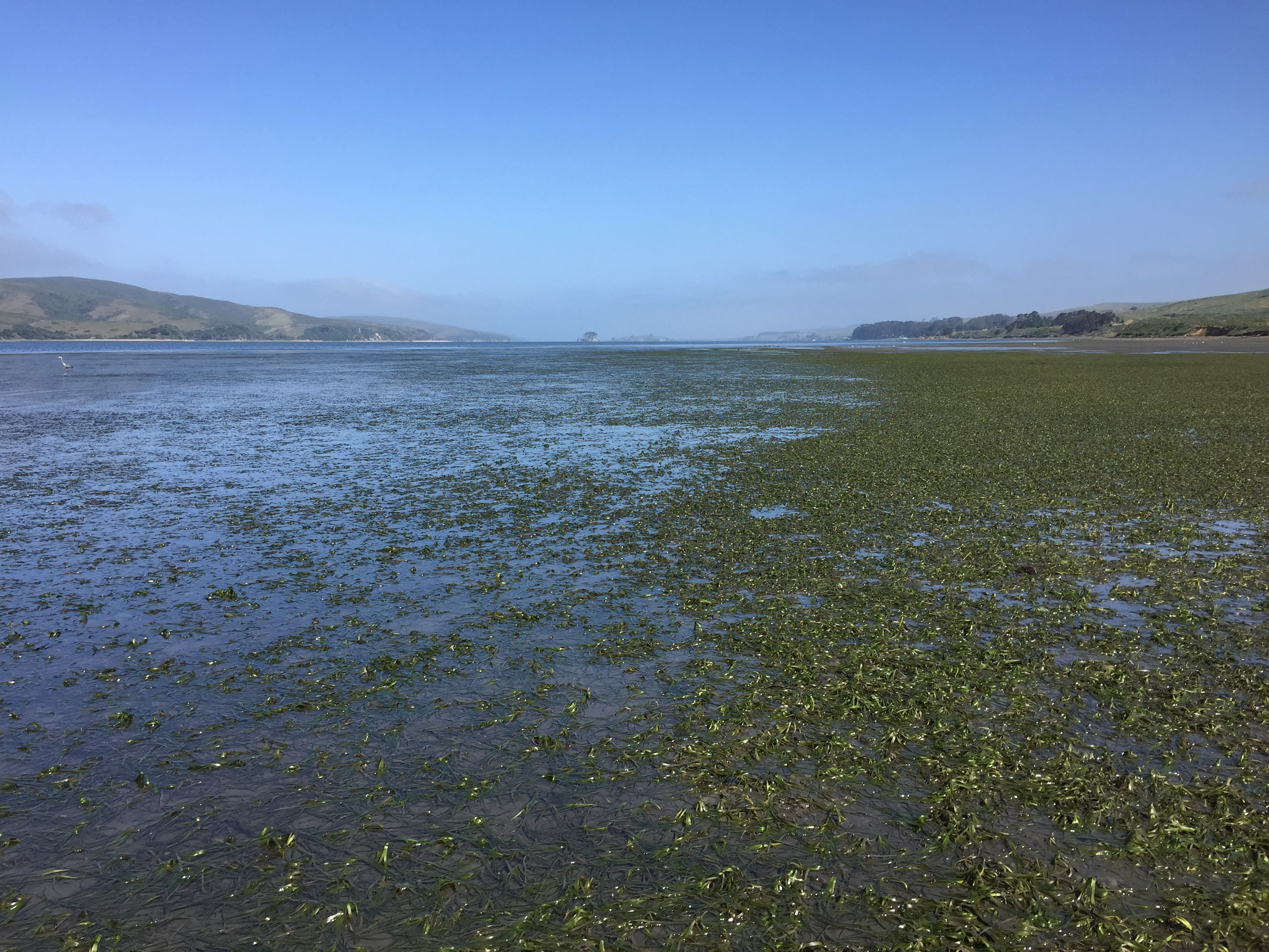 mudflat with seagrass