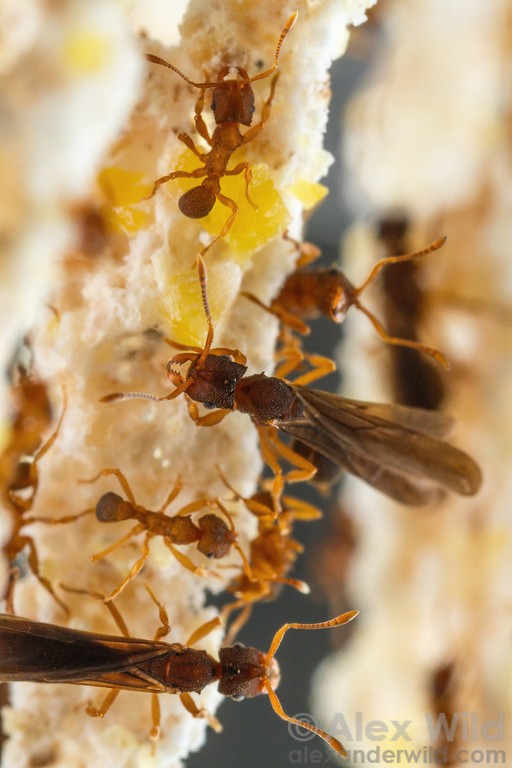 photo of ants on their fungal garden
